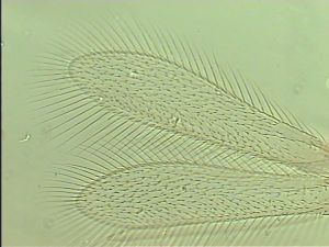 gracillimus Htype 3.jpg