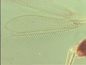 gracillimus Htype 4.jpg