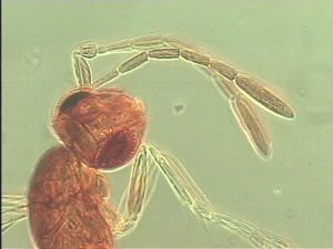 gracillimus Htype 5.jpg