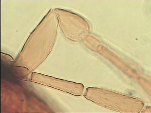 gracillimus Htype 6.jpg