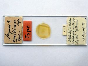 gracillimus Htype s.JPG