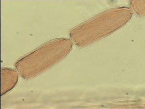 luteicornis Htype 10.jpg