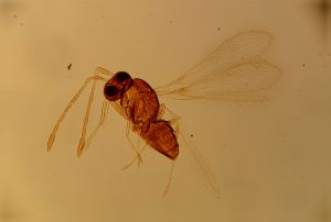 luteicornis Htype 12.jpg