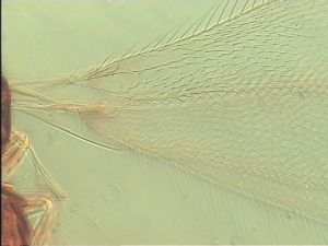 luteicornis Htype 2.jpg