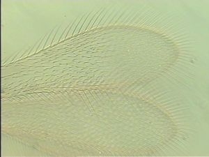 luteicornis Htype 3.jpg