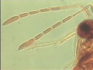 luteicornis Htype 6.jpg