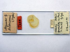 luteicornis Htype s.JPG