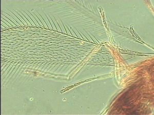 neoserenus Htype 1.jpg