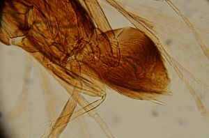 neoserenus Htype 11.jpg