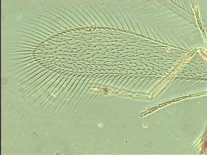 neoserenus Htype 2.jpg