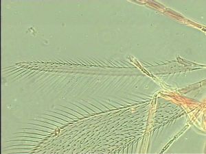 neoserenus Htype 4.jpg