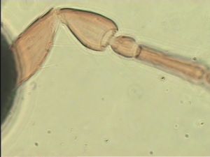 neoserenus Htype 6.jpg