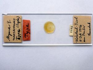 neoserenus Htype s.JPG