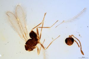 pilosipennis  Soyka Htype 0.jpg