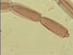 pilosipennis Htype 10.jpg