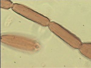 pilosipennis Htype 12.jpg
