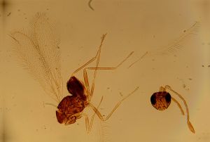 pilosipennis Htype 14.jpg