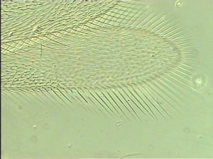 pilosipennis Htype 2.jpg