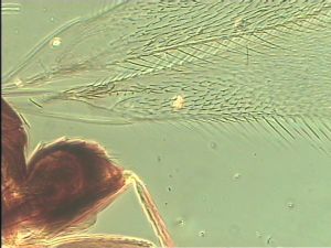 pilosipennis Htype 4.jpg