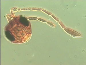 pilosipennis Htype 5.jpg