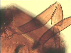 pilosipennis Htype 6.jpg