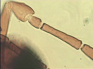 pilosipennis Htype 7.jpg