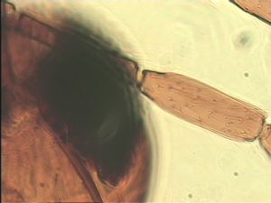 pilosipennis Htype 8.jpg