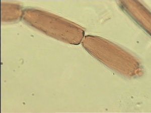 pilosipennis Htype 9.jpg