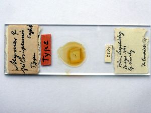 pilosipennis Htype s.JPG