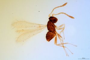 serenus  Soyka Htype 0.jpg