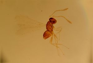 serenus Htype 11.jpg