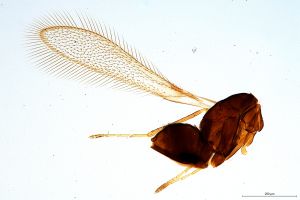 siegerfeldi  Soyka Htype 0.jpg