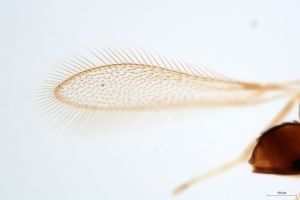 siegerfeldi Htype 0-0.jpg