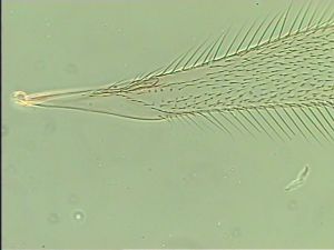 siegerfeldi Htype 1.jpg