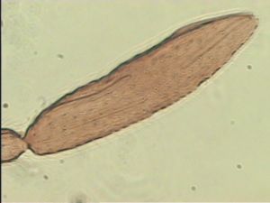 siegerfeldi Htype 10.jpg