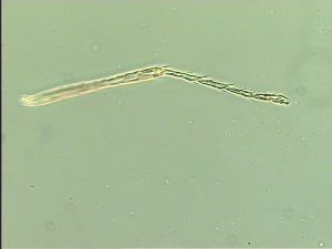 siegerfeldi Htype 11.jpg