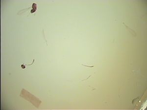 siegerfeldi Htype 12.jpg