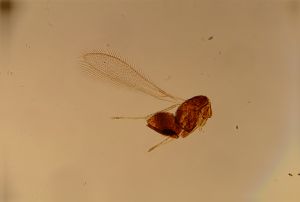 siegerfeldi Htype 13.jpg