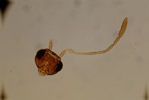 siegerfeldi Htype 14.jpg