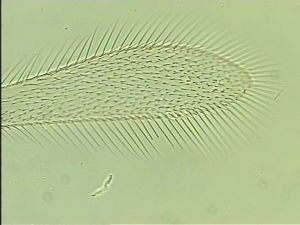 siegerfeldi Htype 2.jpg