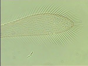 siegerfeldi Htype 3.jpg