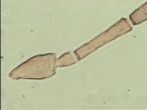 siegerfeldi Htype 7.jpg