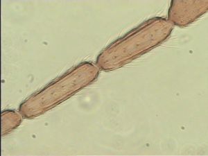 siegerfeldi Htype 9.jpg