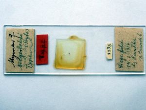 siegerfeldi Htype s.JPG