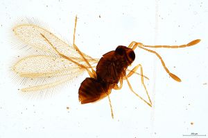 tarsalis  Mathot Htype 0.jpg