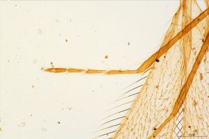 tarsalis Htype 0-1.jpg