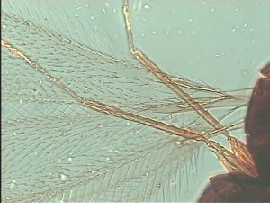 tarsalis Htype 1.jpg