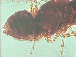 tarsalis Htype 11.jpg