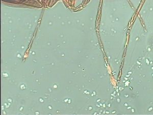 tarsalis Htype 12.jpg