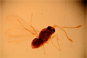 tarsalis Htype 13.jpg